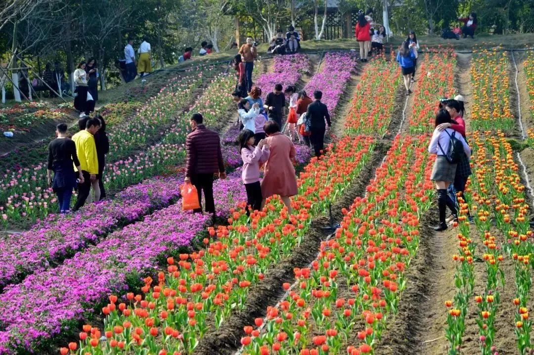 郁 金 香 花 海 丹樱十万郁金香惊喜绽放