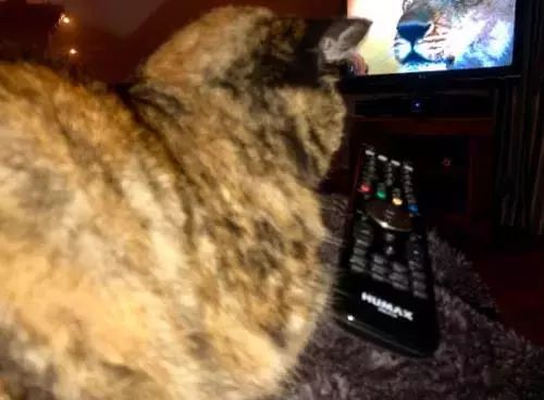 網友表示，當電視播出記錄片大貓專題時，家裡的貓都不淡定了 搞笑 第1張
