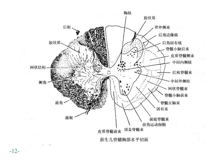 和前庭,顶盖·网状·内侧纵脊髓后索和前索的纤维束薄束·楔束后索传