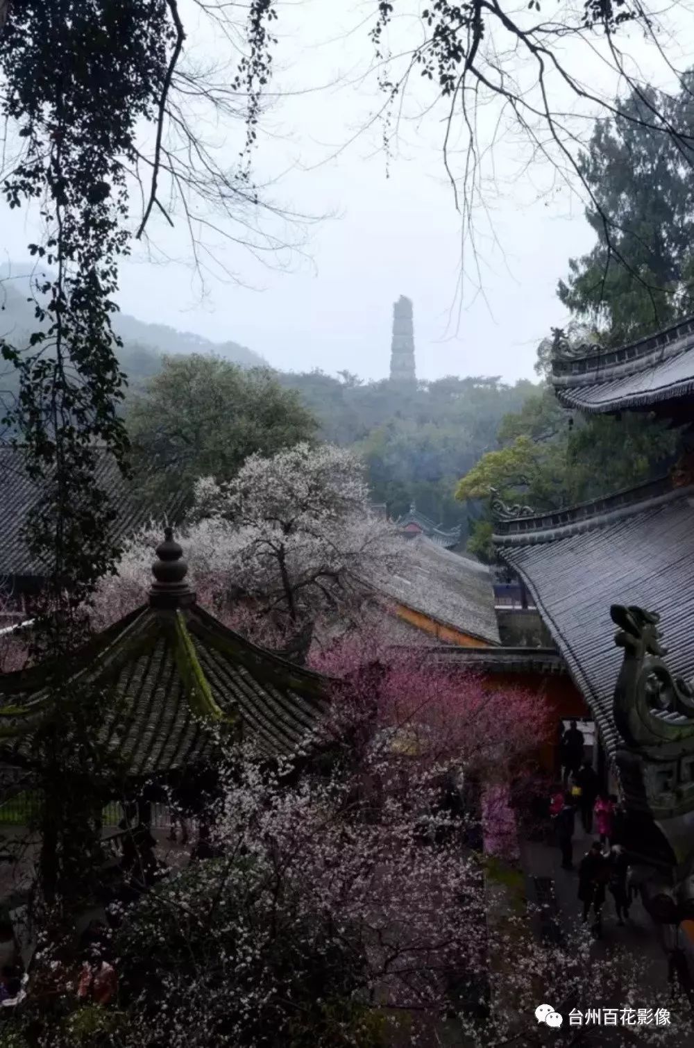 她就在天台梅花盛开的花朵里!