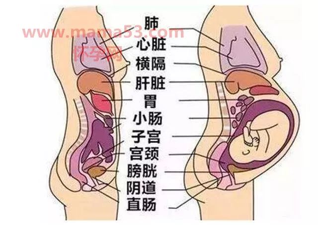 怀孕肚子哪个部位先大?八张图深入解析