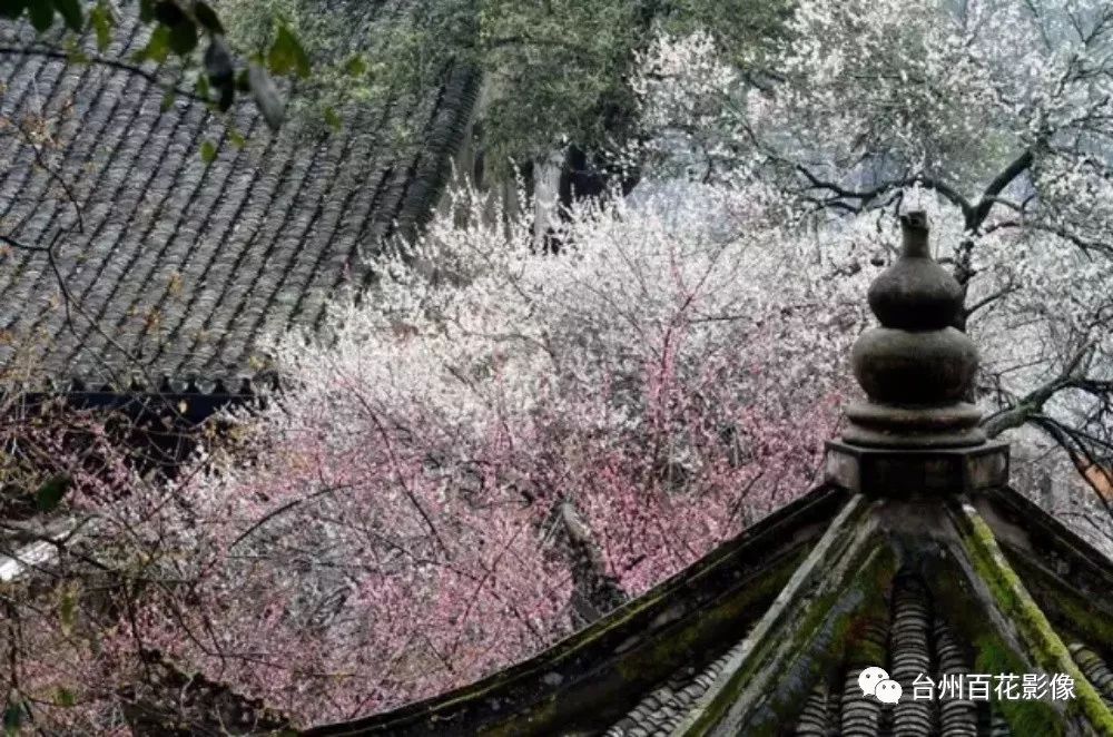 她就在天台梅花盛开的花朵里!