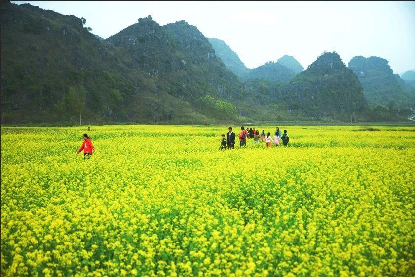 忻城县古蓬镇东河村附近村屯的万亩油菜花竞相绽放,吸引了众多游客前