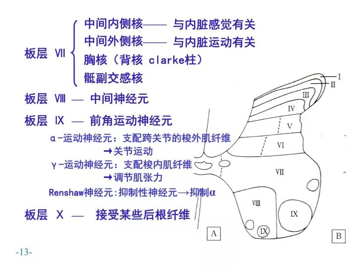 脊髓解剖