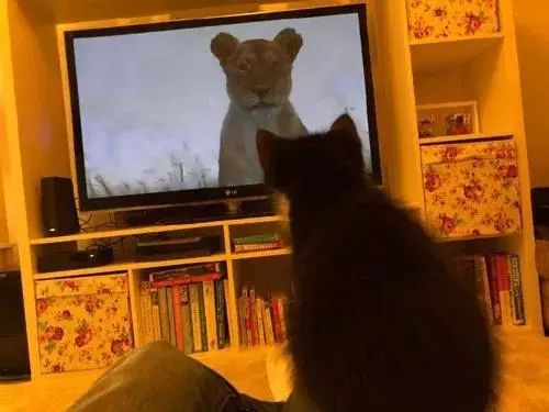 網友表示，當電視播出記錄片大貓專題時，家裡的貓都不淡定了 搞笑 第8張