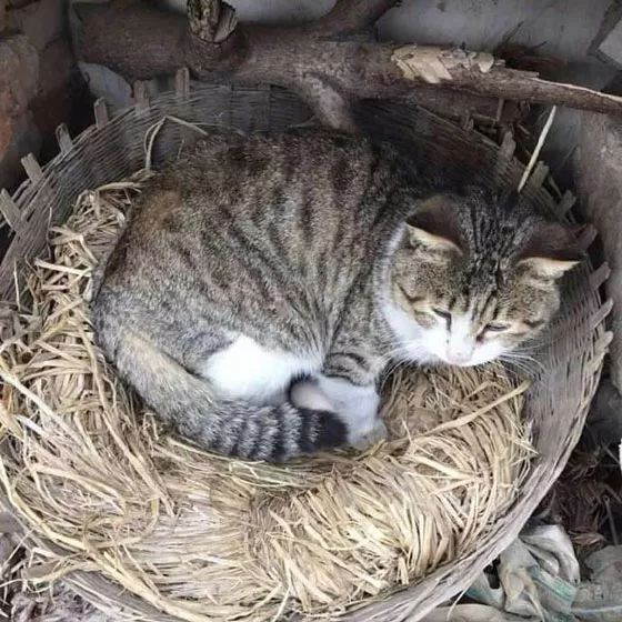 這貓霸占了母雞的窩，還有一顆蛋，當母雞要躺下後，它還特別兇... 搞笑 第1張