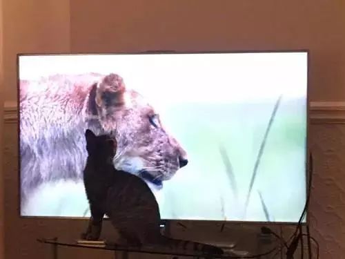 網友表示，當電視播出記錄片大貓專題時，家裡的貓都不淡定了 搞笑 第11張