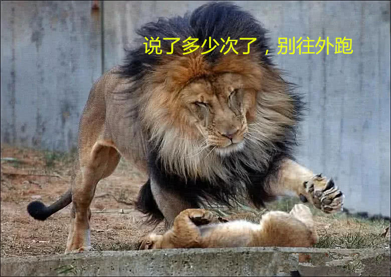 雄獅教訓小獅子，母獅不爽怒吼老公，沒想到雄獅的表情笑噴眾人 未分類 第2張