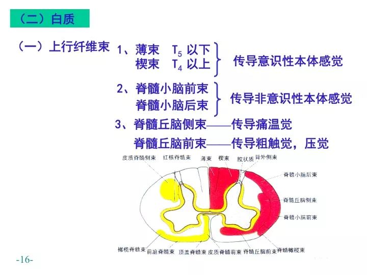 顶盖·网状·内侧纵脊髓后索和前索的纤维束薄束·楔束后索传,皮质