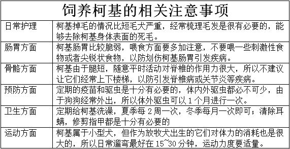 原創
            辟謠：柯基掉毛嚴重是品種問題？主人飼養不當，會導致病理性掉毛 寵物 第7張