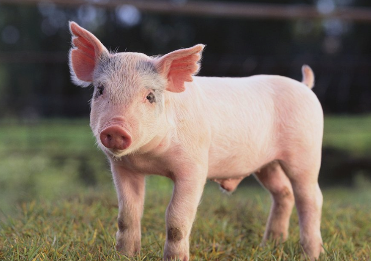 英语口语|make a pig's ear是什么意思?