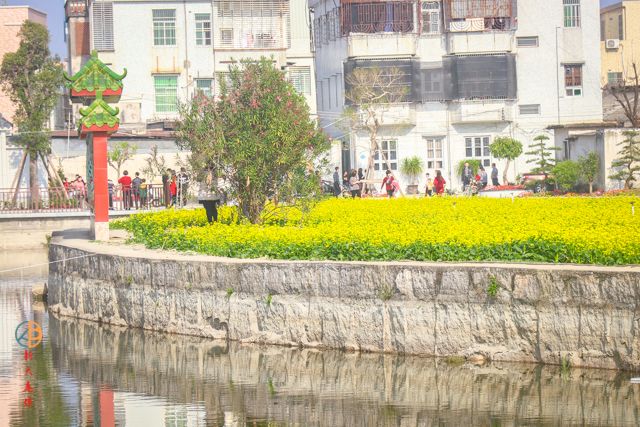 汕头沟南许地油菜花花海来袭!约吗?_月浦街道