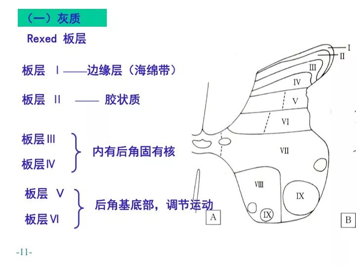 脊髓解剖