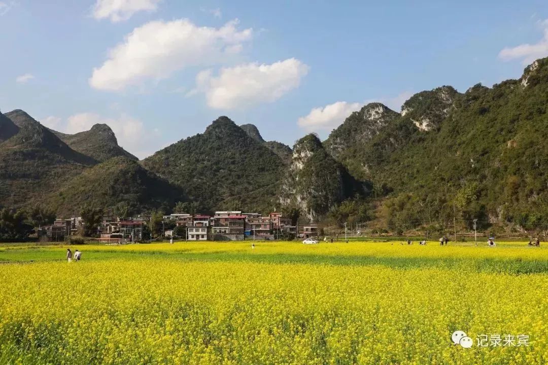 忻城县古蓬镇东河村附近村屯的万亩油菜花竞相绽放,吸引了众多游客前