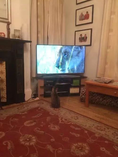 網友表示，當電視播出記錄片大貓專題時，家裡的貓都不淡定了 搞笑 第5張
