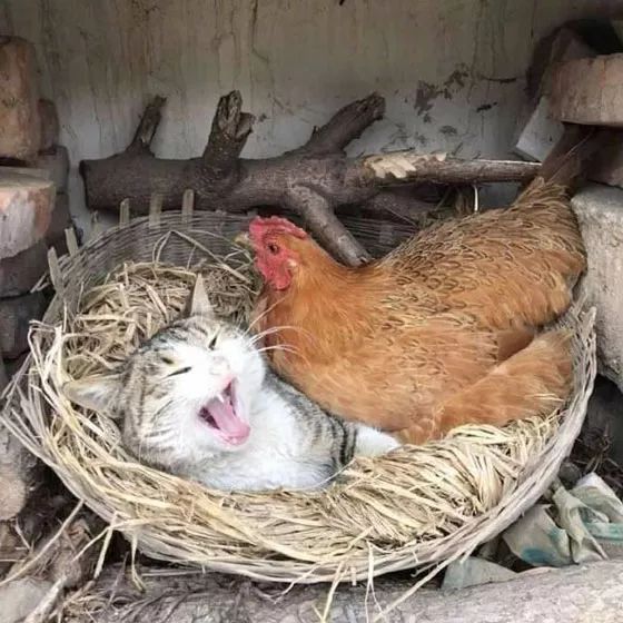 這貓霸占了母雞的窩，還有一顆蛋，當母雞要躺下後，它還特別兇... 搞笑 第3張