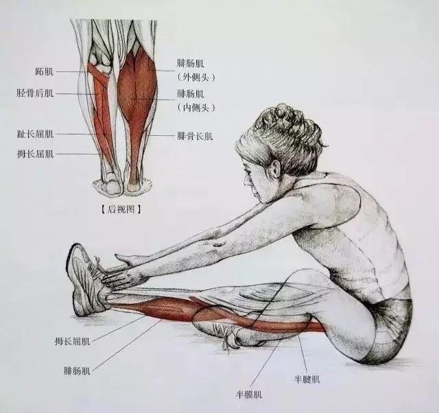小腿粗的看过来:科学拉伸,全面放松小腿肌肉