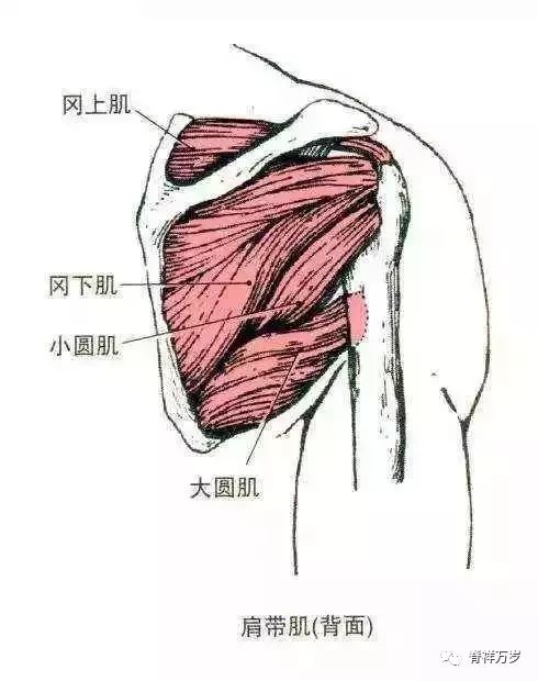 胛下肌 是强大而有力的羽状肌