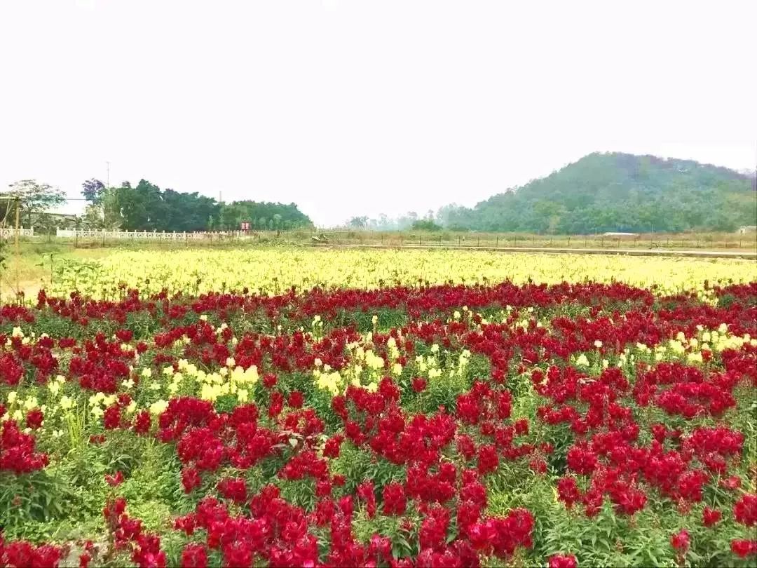 中山这些花海正在美丽绽放,快点约起!(送20积分)