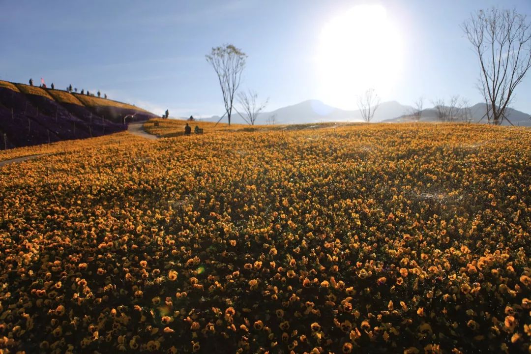 打卡米易花海丨阳光花海景色正好何不来一次不负春光的旅行