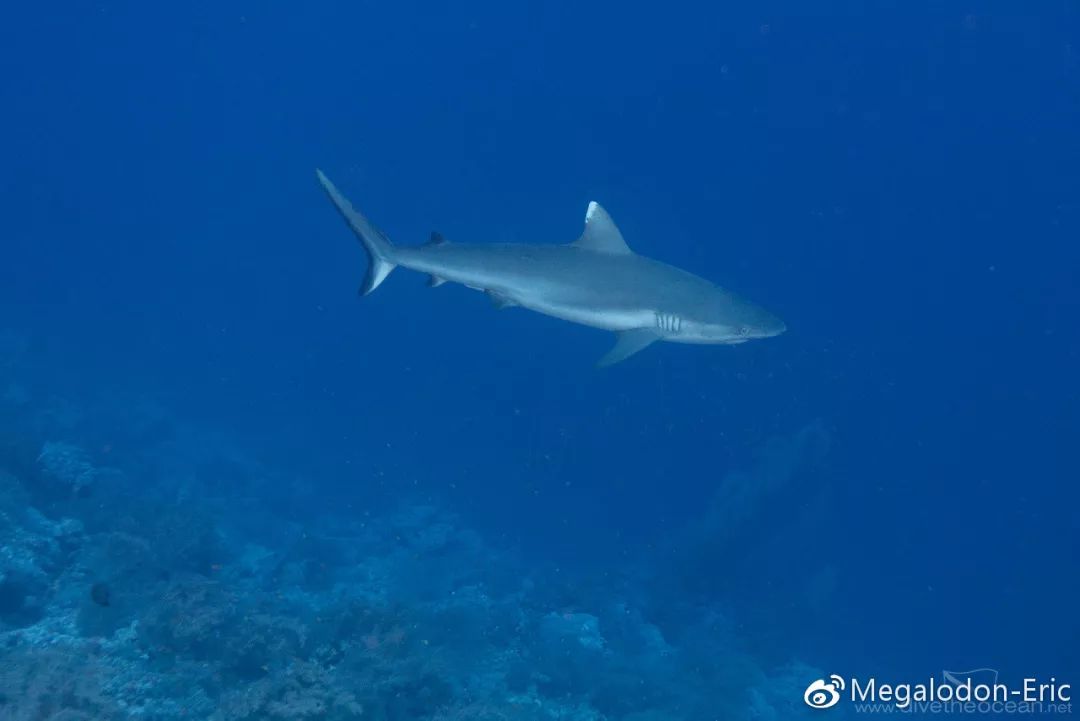 短尾真鲨carcharhinus brachyurus,nt,近几年来其种群受过度捕捞影响