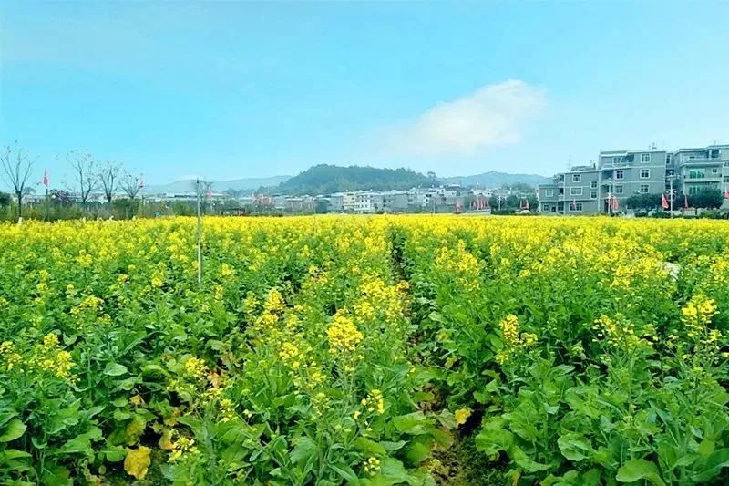 春节期间哪里玩,才溪景区看百亩油菜花花海~_上杭