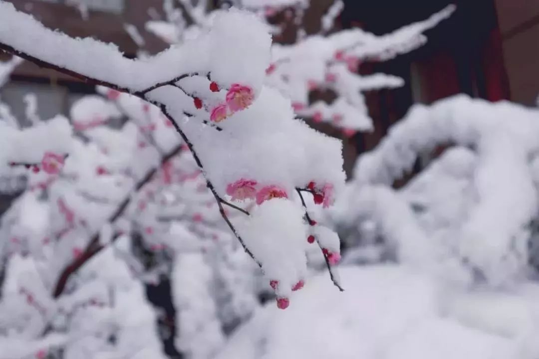 瑞雪兆丰年,这是个好兆头!