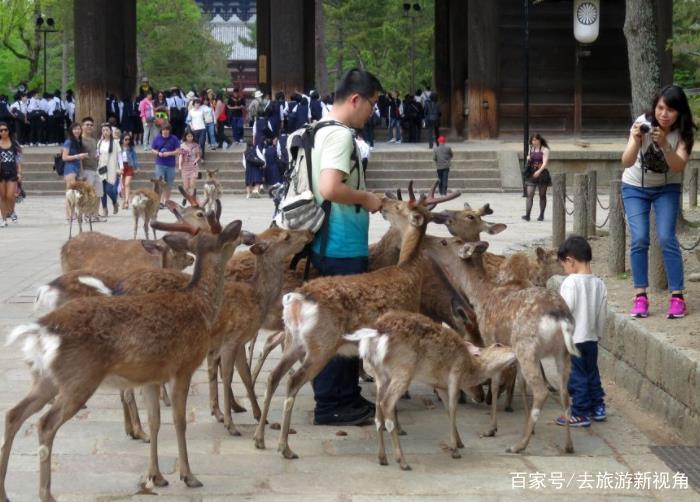 日本频发奈良鹿攻击游客事件,去年已有200多人