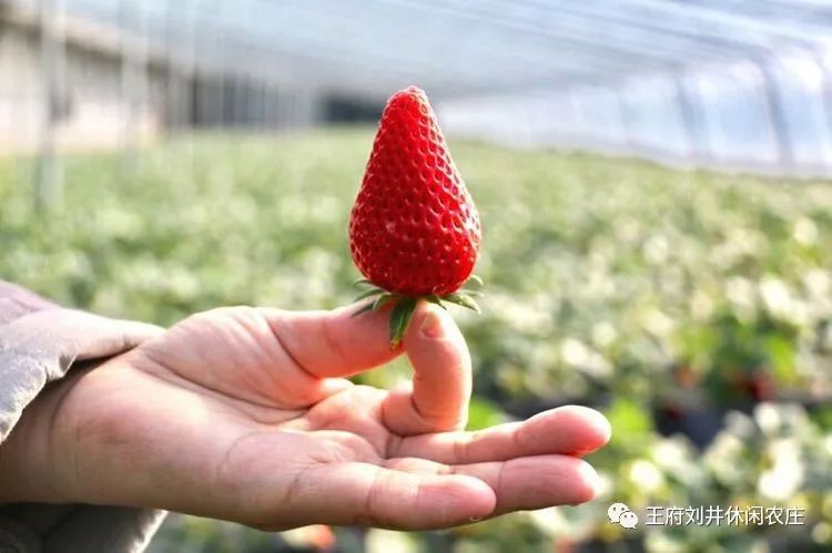 吃了这么多年的草莓,居然不知道它是这样