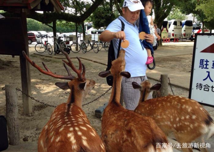 日本频发奈良鹿攻击游客事件,去年已有200多人