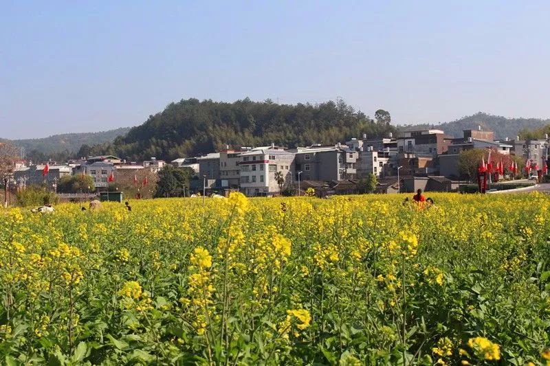 春节期间哪里玩,才溪景区看百亩油菜花花海~_上杭