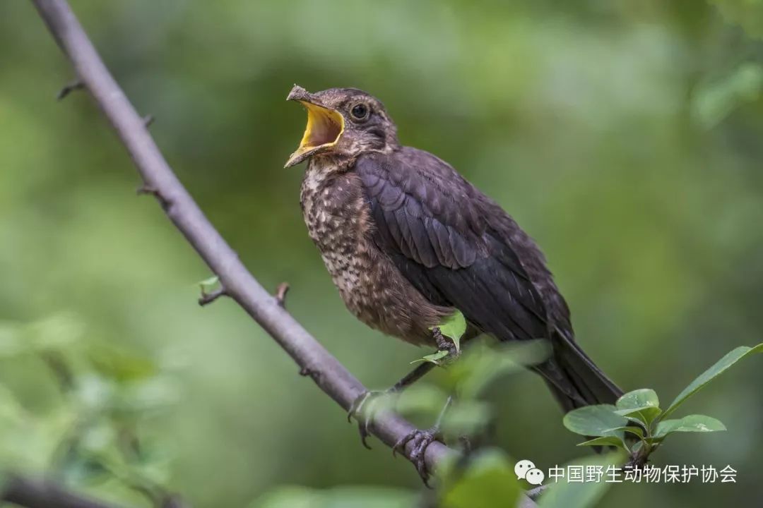 乌鸫白腰纹鸟棕背伯劳红胁蓝尾鸲在众多鸟类中,特别引人注目的是一群