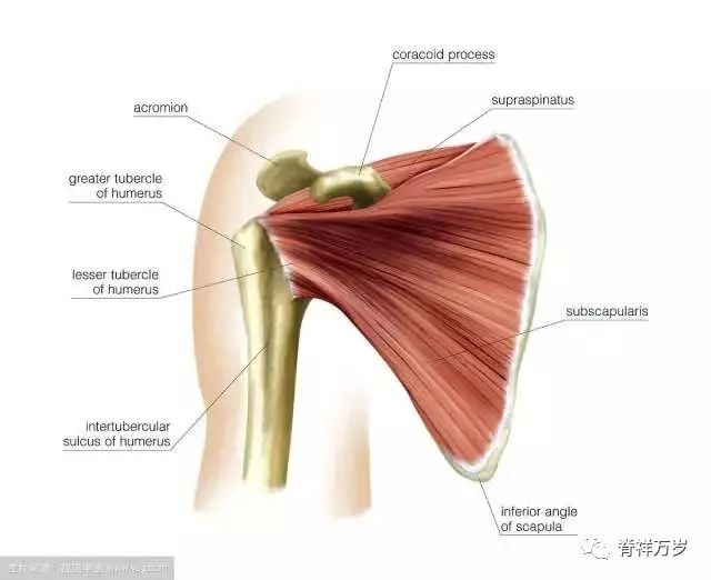 胛下肌 是强大而有力的羽状肌