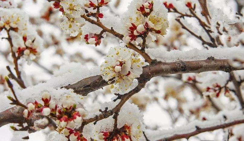 唐 刘方平《春雪》白雪却嫌春色晚,故穿庭树作飞花.