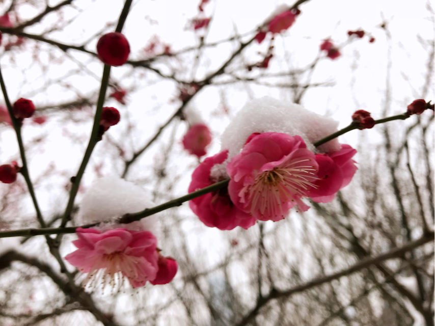 记者柯南:雪夜无声沁人心脾