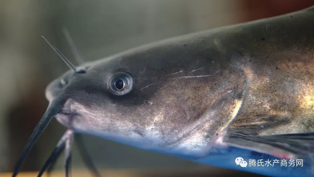 養這條魚，讓他從敗家子搖身一變，成了年入7000萬的行業帶頭人 財經 第2張