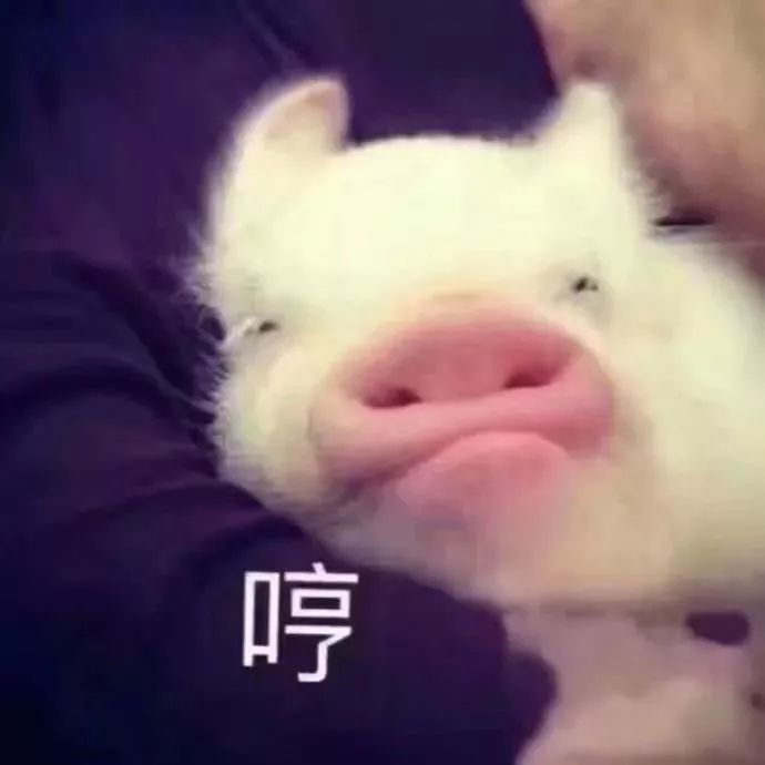 新春快乐|超可爱的猪猪表情包献给您!