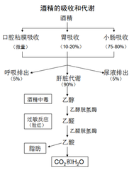 酒精代谢能力与癌症风险，酒精代谢能力与癌症风险的相关性研究