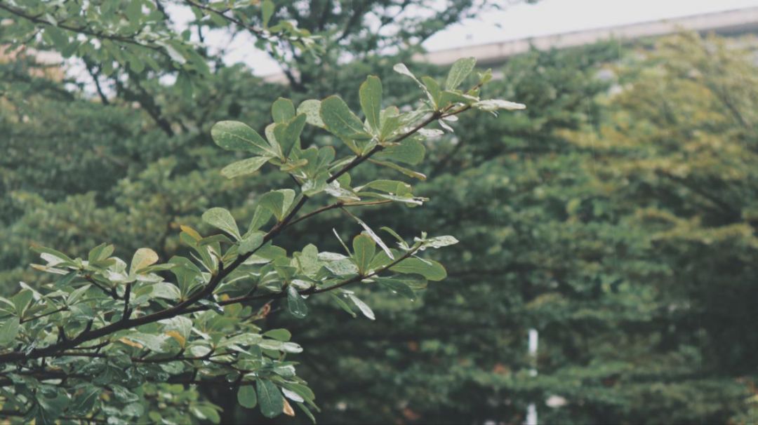 云青青兮欲雨下一句是