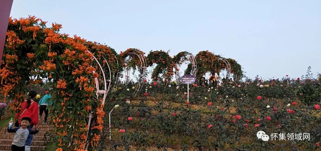 广东闸岗玫瑰园不妨从快节奏的生活切换到宜出游,宜欣赏,宜叹