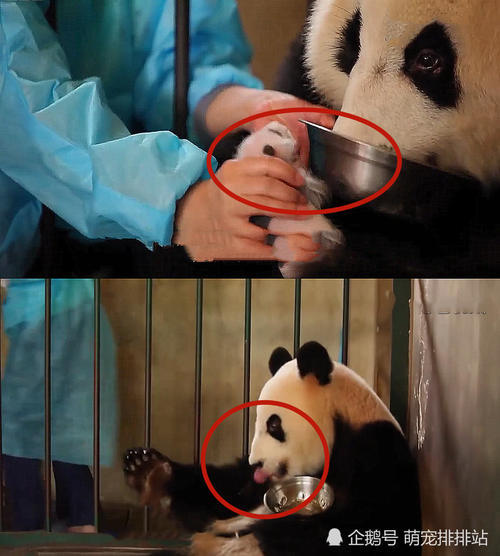 大熊貓抱著寶寶不撒手，飼養員一個動作把它氣哭，熊貓：套路深 未分類 第3張