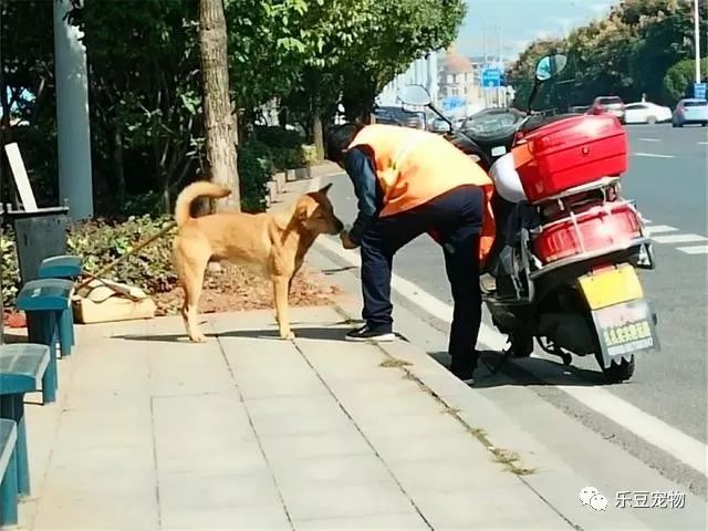 環衛大爺為流浪狗搭建溫暖小窩，互相取暖的畫面，感動眾人！ 未分類 第1張