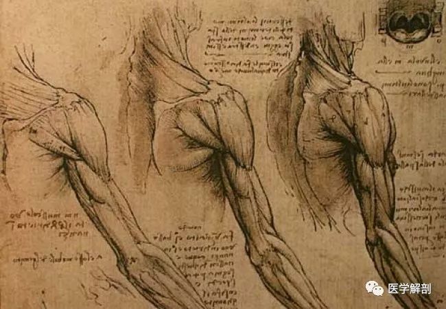 达芬奇解剖学,人体研究的天才_素描