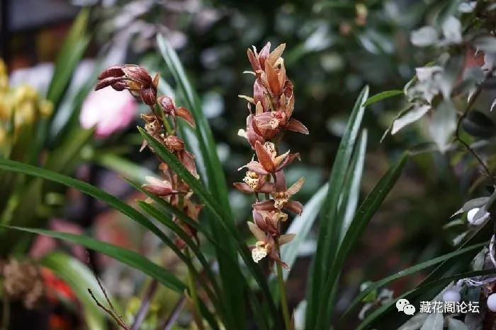 祝各位藏花的金兰契友: 芝兰玉树,兰桂齐芳吧!