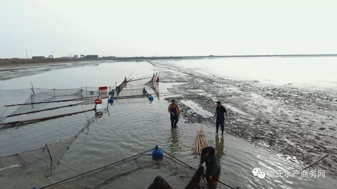 養這條魚，讓他從敗家子搖身一變，成了年入7000萬的行業帶頭人 財經 第1張