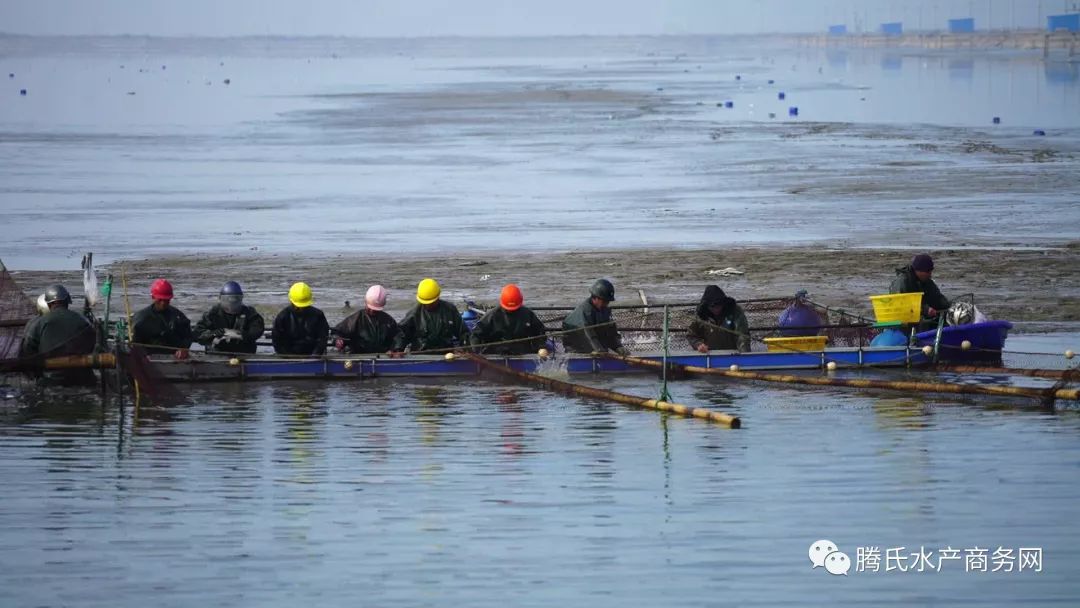 養這條魚，讓他從敗家子搖身一變，成了年入7000萬的行業帶頭人 財經 第4張