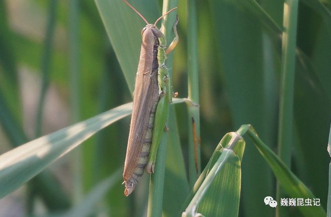 虫出江湖我的2018野外物种记录下