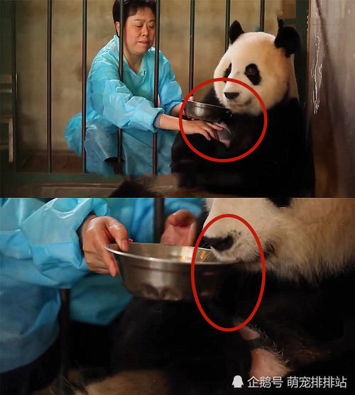 大熊貓抱著寶寶不撒手，飼養員一個動作把它氣哭，熊貓：套路深 未分類 第2張