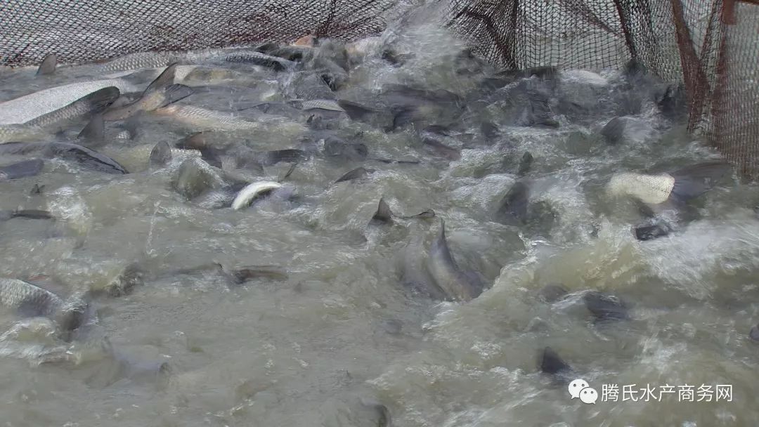 養這條魚，讓他從敗家子搖身一變，成了年入7000萬的行業帶頭人 財經 第3張