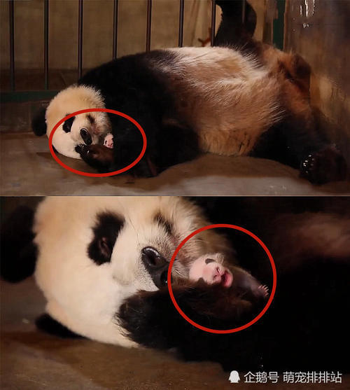 大熊貓抱著寶寶不撒手，飼養員一個動作把它氣哭，熊貓：套路深 未分類 第1張